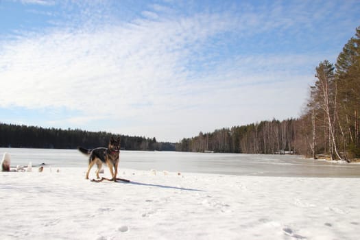 beautiful young Alsatian dog on the frozen lake