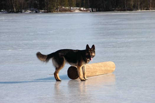 beautiful young Alsatian dog on the frozen lake