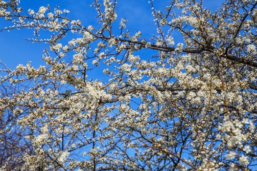 White cherry blossoms on blue spring sky background