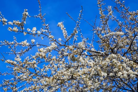 White cherry blossoms on blue spring sky background