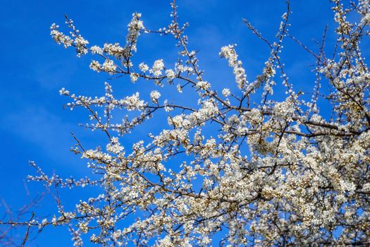 White cherry blossoms on blue spring sky background