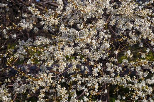 White cherry blossoms, spring flowering, floral background