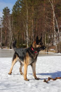 beautiful young Alsatian dog on the frozen lake