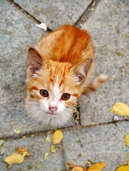 Homeless ginger cat on the street, looking at a photographer. Picture taken in Tbilisi, in Georgia, Asia.