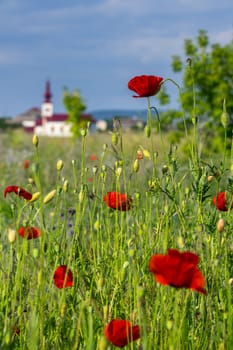 big fresh poppies in the green field near the village church