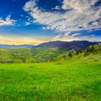mountain summer landscape. trees near meadow and forest on hillside 