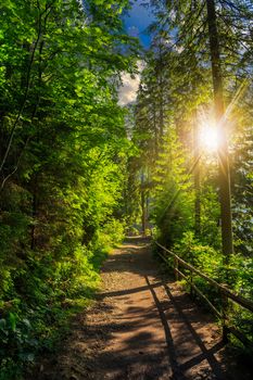 trail with a wooden fence near in the shade of pine trees of green forest