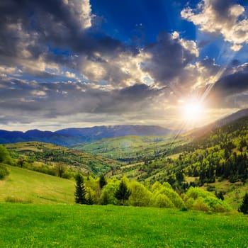 mountain summer landscape. trees near meadow and forest on hillside under  sky with clouds at sunset