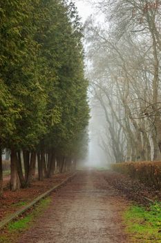 The Road In Mysterious Dark  a bit creepy Park shrouded in mist