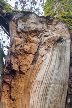 core seen after Tree was Broken By Wind