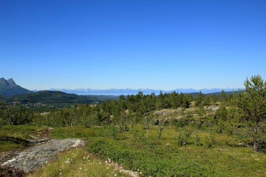 Mountain forest Norway