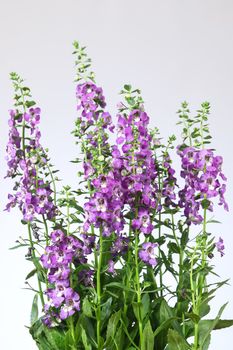 Purple Angelonia flower or Angelonia goyazensis Benth in white background