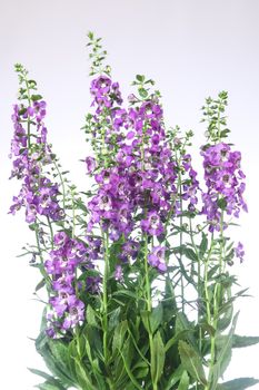 Purple Angelonia flower or Angelonia goyazensis Benth in white background