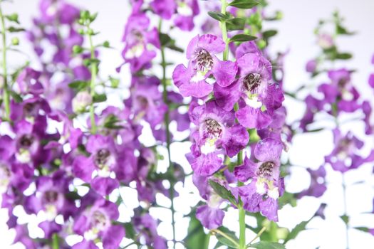 Purple Angelonia flower or Angelonia goyazensis Benth in white background