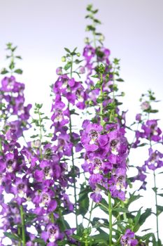 Purple Angelonia flower or Angelonia goyazensis Benth in white background