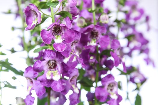 Purple Angelonia flower or Angelonia goyazensis Benth in white background