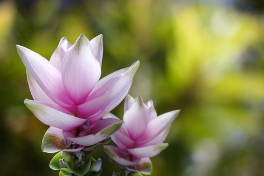 Siam tulip or Curcuma alismatifolia Gagnep. the pink flowers in Chaiyaphum province, Thailand.