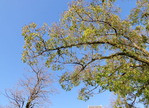 Beautiful view of light shining through summer leaves of tree in the park. Lush, bright green leaves on blue sky background.