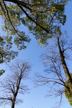 Beautiful view of light shining through summer leaves of tree in forest. Lush, bright green leaves on blue sky background.