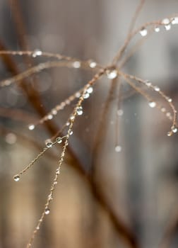 Detail of a tree branch with raindrops