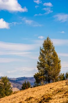 Spruce forest on mountain hillside. meadows with weathered grass on bright sunny day with blue sky and clouds. beautiful springtime landscape