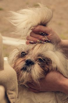 Female hand with manicure and shih tzu dog grooming