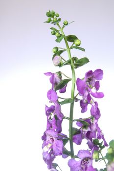 Purple Angelonia flower or Angelonia goyazensis Benth in white background