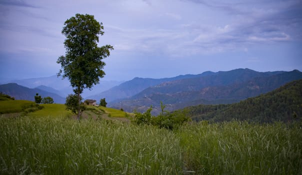 A view from Almora in northern India