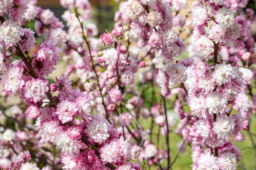 Peach tree branches full of pink flowers