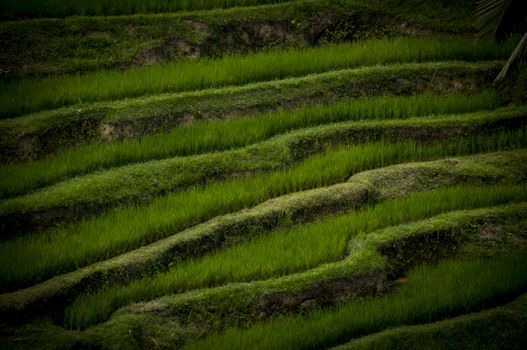 Rice terraces in Bali