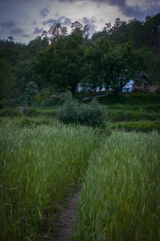 Wheat growing in small village in Almora, India