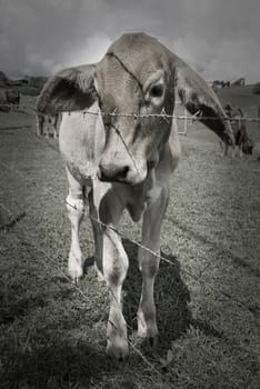 Small calf standing behind barbed wire in Queensland, Australia.