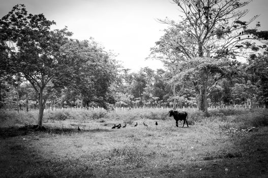 Cow standing alone in a field in Guatemala