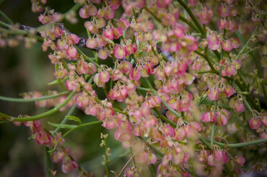 Small pink flowers in Almora, India