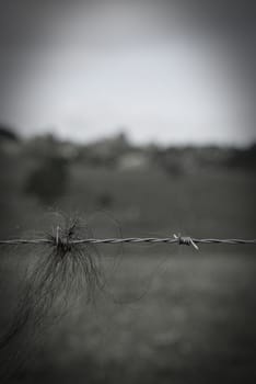 Horse hair stuck in barbed wire on a farm in Queensland, Australia