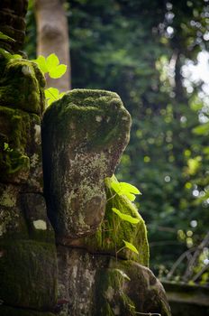 Leaves growing on a ruin at Angkor in Cambodia