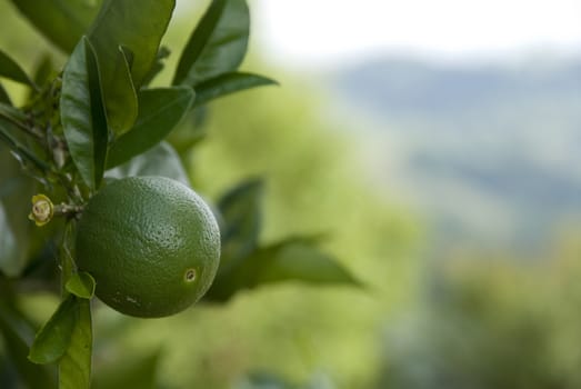 A lime growing on a lime tree in Australia