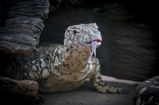 Lizard with tongue sticking out