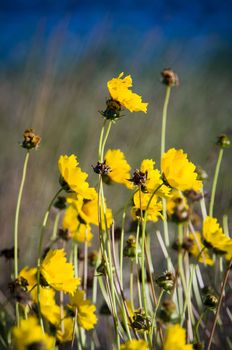 Many yellow wildflowers