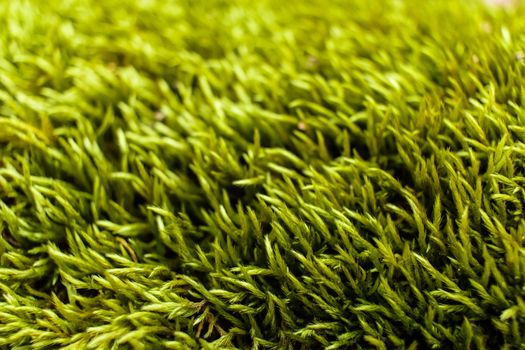 Detailed view of moss growing on a stone wall.