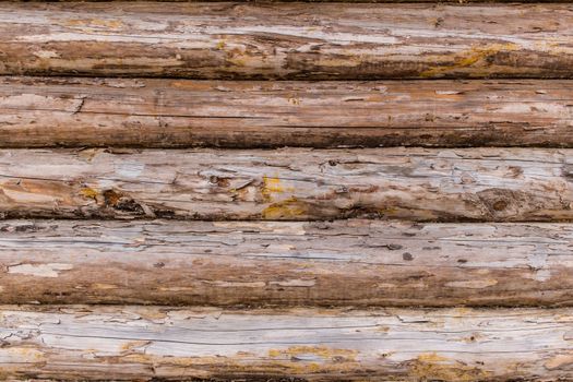 Fragment of the rustic wooden house cracked log wall. Rural house log wall background texture.