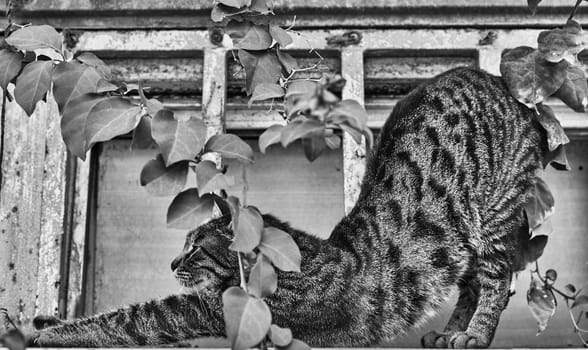 Stretching cat outside with a plant bw