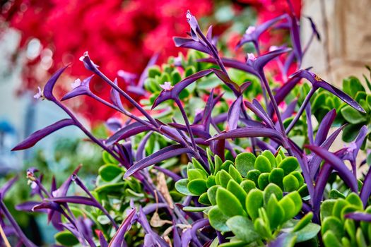 Tropical garden in Israel multicolor macro close up