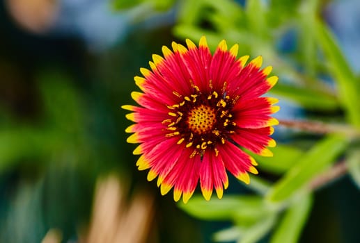 Gaillardia single flower close up macro photo