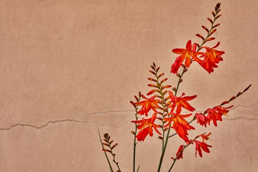 Red colorful Lobelia Cardinal flower macro close up