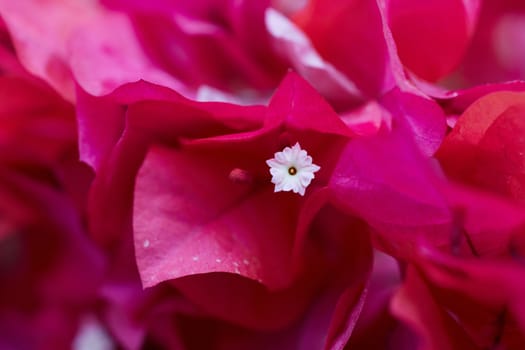 Bougainvillea glabra pink flower macro close up