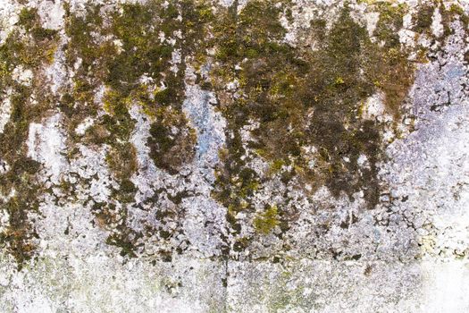 Fragment of a concrete wall with moss growing on it.