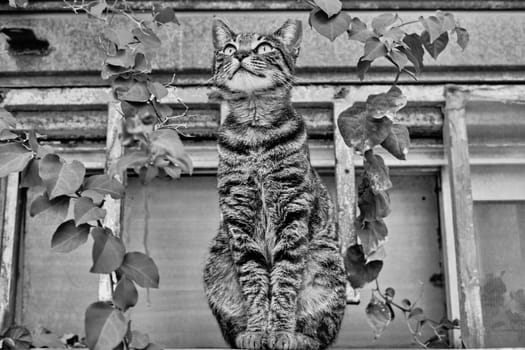 Stretching cat outside with a plant bw