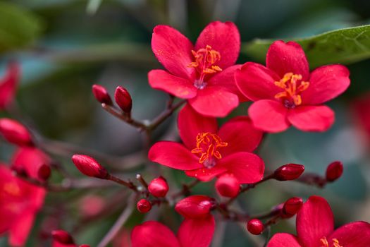 Jatropha colorful flower close up macro photo