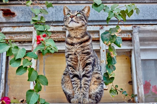 Stretching cat outside with a green plant